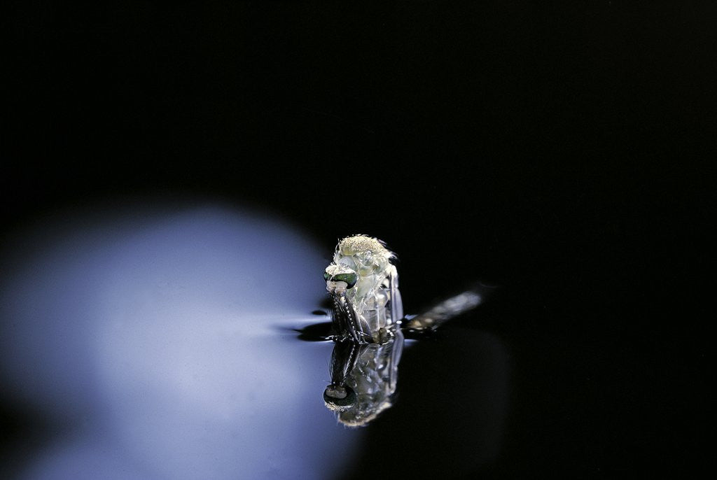 Detail of Culex pipiens (common house mosquito) - emerging (b3) by Anonymous