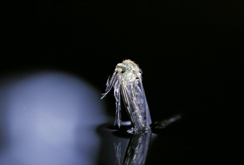 Detail of Culex pipiens (common house mosquito) - emerging (b5) by Anonymous