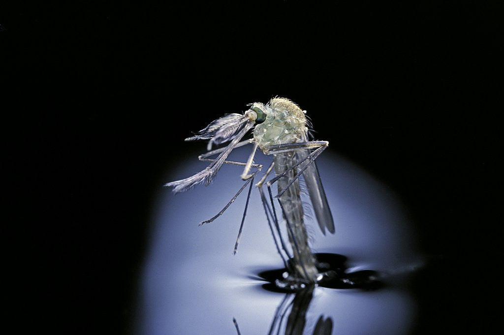 Detail of Culex pipiens (common house mosquito) - emerging (b7) by Anonymous