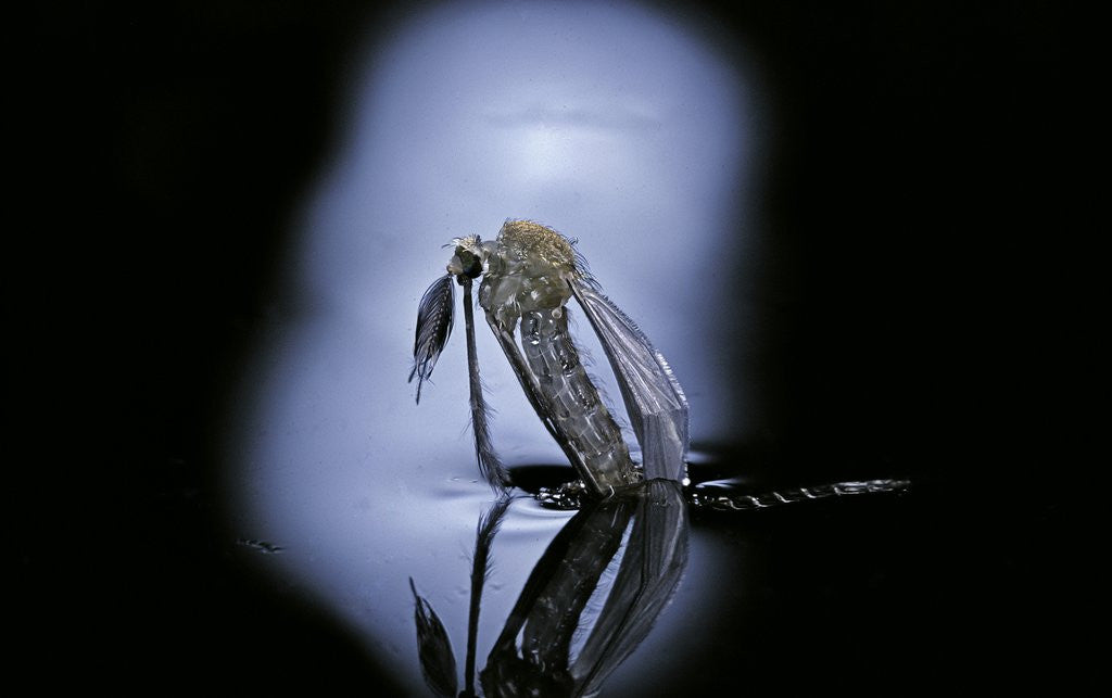 Detail of Culex pipiens (common house mosquito) - emerging (c1) by Anonymous