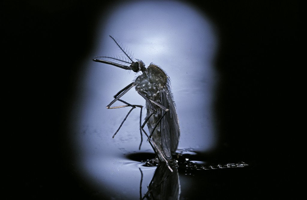 Detail of Culex pipiens (common house mosquito) - emerging (c2) by Anonymous