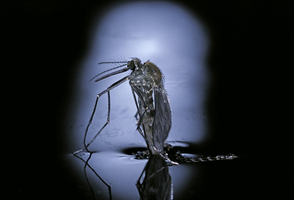 Detail of Culex pipiens (common house mosquito) - emerging (c3) by Anonymous