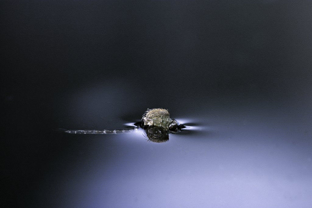 Detail of Culex pipiens (common house mosquito) - emerging (d2) by Anonymous