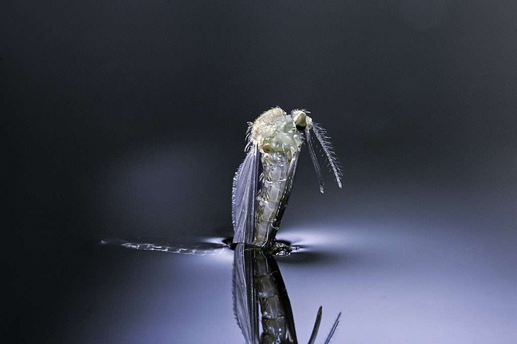 Detail of Culex pipiens (common house mosquito) - emerging (d6) by Anonymous