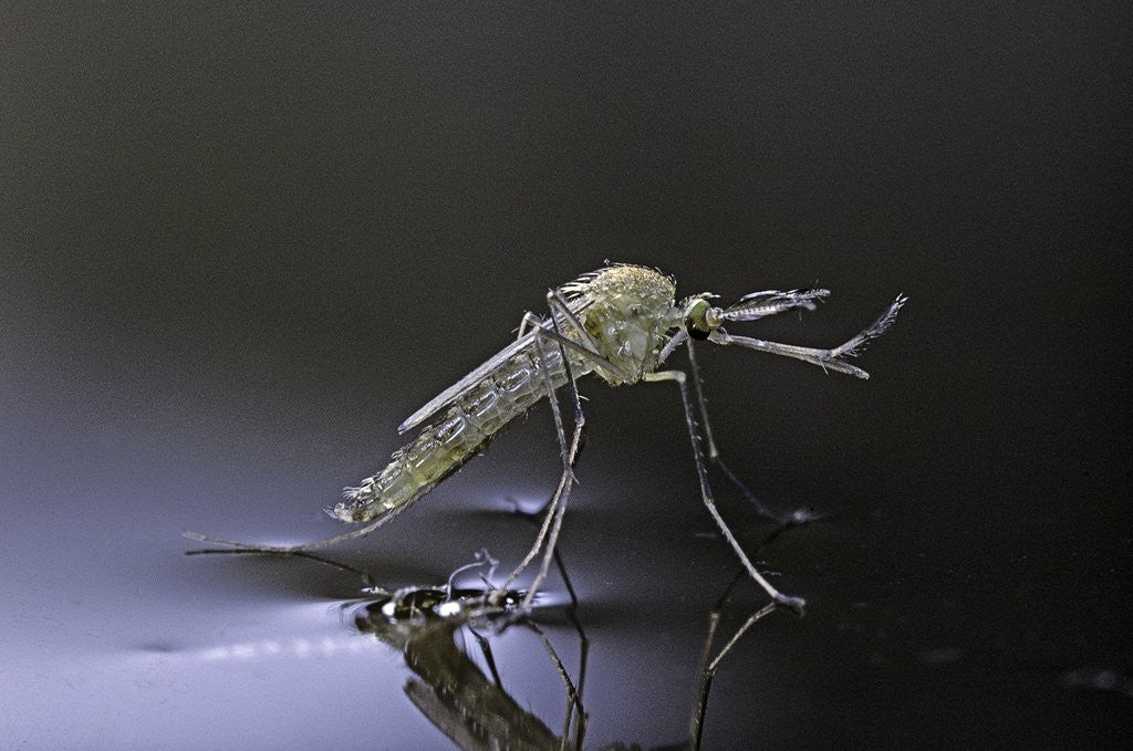 Detail of Culex pipiens (common house mosquito) - newly emerged from pupa by Anonymous