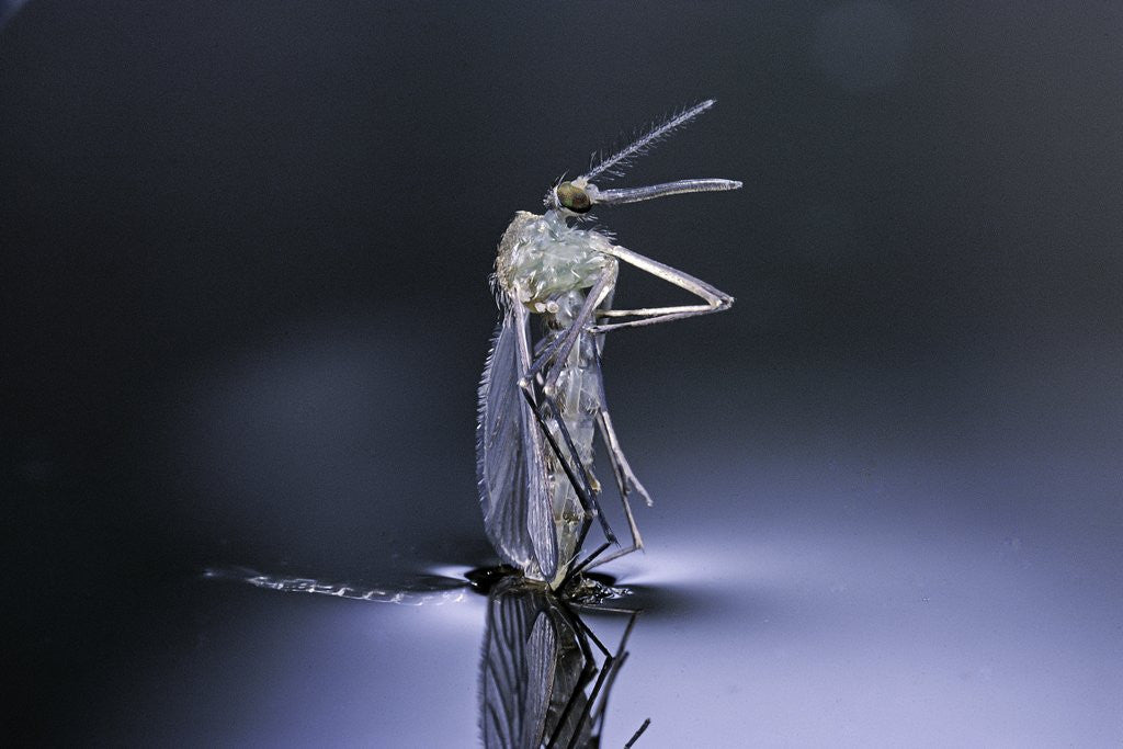Detail of Culex pipiens (common house mosquito) - emerging (d8) by Anonymous