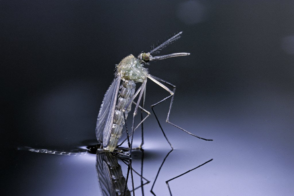 Detail of Culex pipiens (common house mosquito) - emerging (d9) by Anonymous