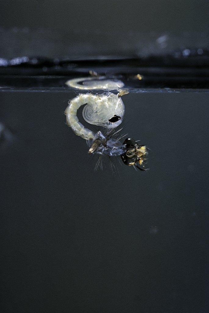 Detail of Culex pipiens (common house mosquito) - emerging of the pupa by Anonymous
