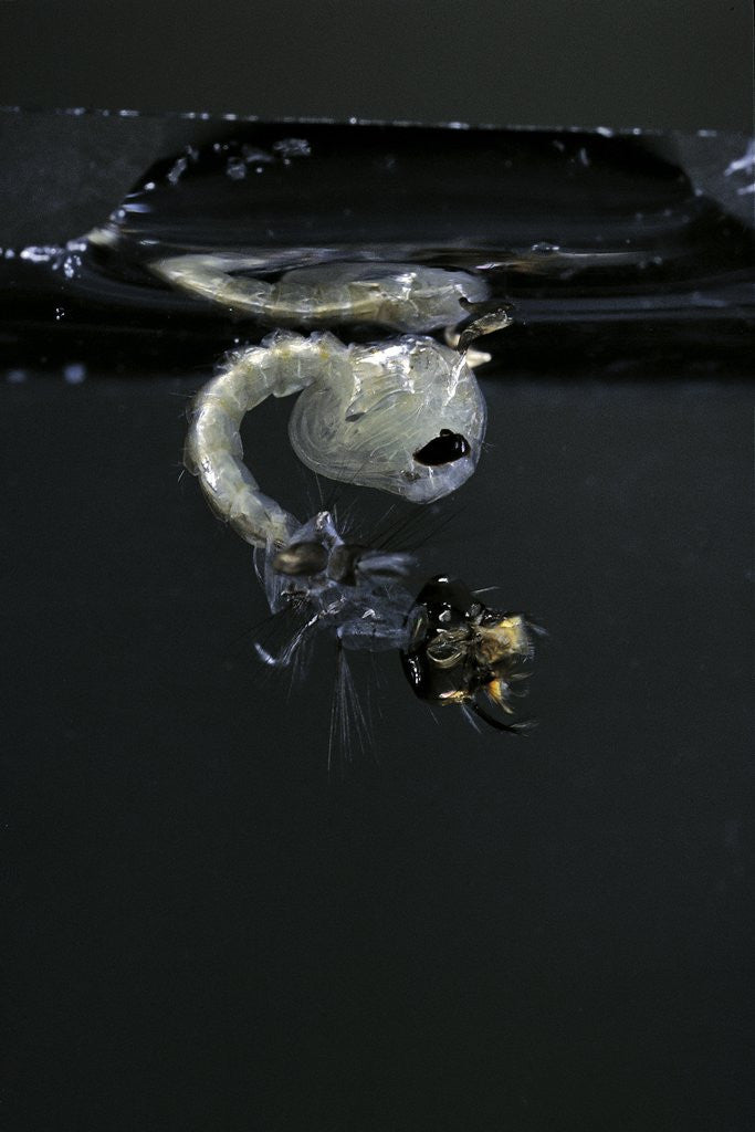 Detail of Culex pipiens (common house mosquito) - emerging of the pupa by Anonymous