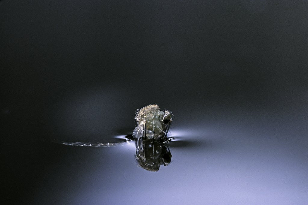 Detail of Culex pipiens (common house mosquito) - emerging (d3) by Anonymous