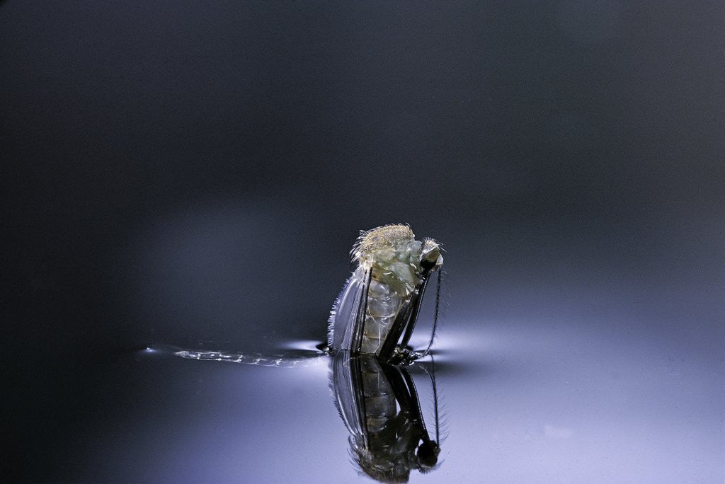 Detail of Culex pipiens (common house mosquito) - emerging (d4) by Anonymous