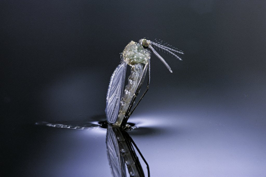 Detail of Culex pipiens (common house mosquito) - emerging (d7) by Corbis