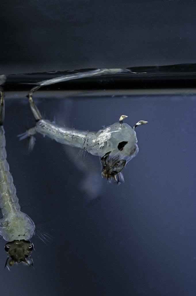 Detail of Culex pipiens (common house mosquito) - emerging of the pupa by Anonymous