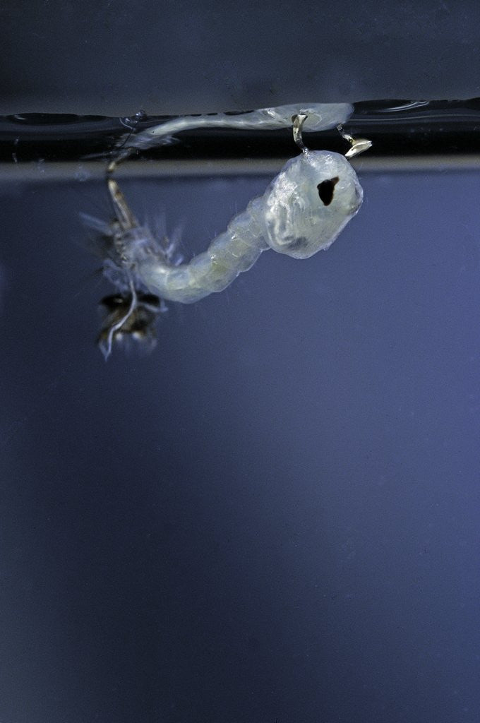 Detail of Culex pipiens (common house mosquito) - emerging of the pupa by Anonymous