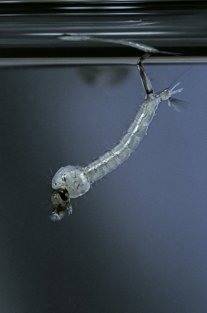 Detail of Culex pipiens (common house mosquito) - emerging of the pupa by Anonymous