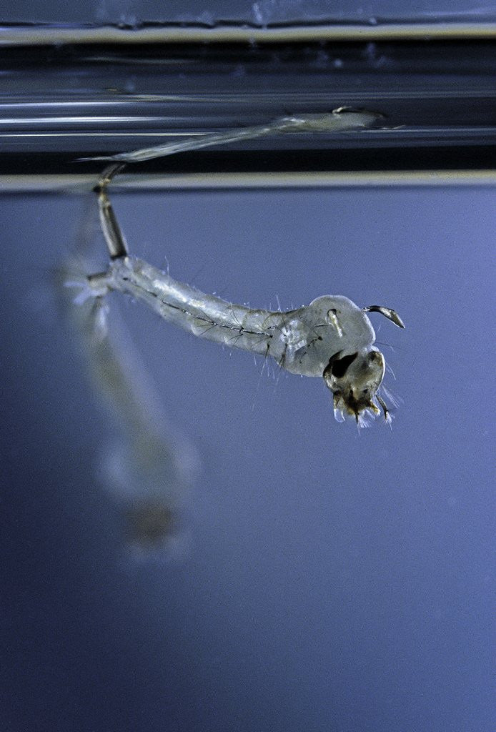 Detail of Culex pipiens (common house mosquito) - emerging of the pupa by Anonymous
