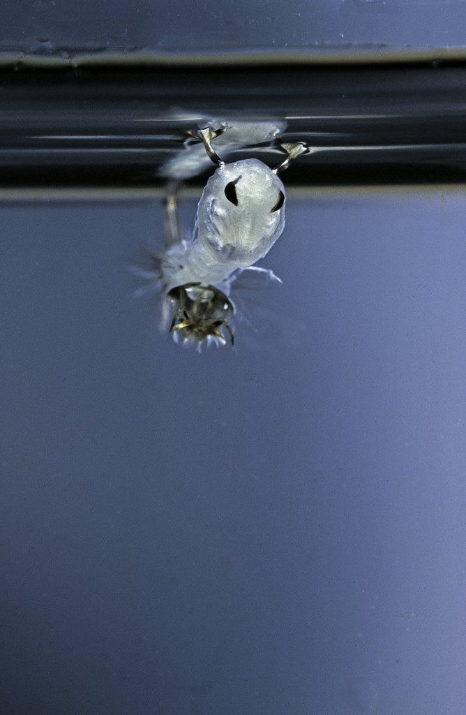 Detail of Culex pipiens (common house mosquito) - emerging of the pupa by Anonymous