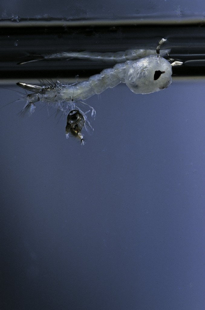 Detail of Culex pipiens (common house mosquito) - emerging of the pupa by Anonymous