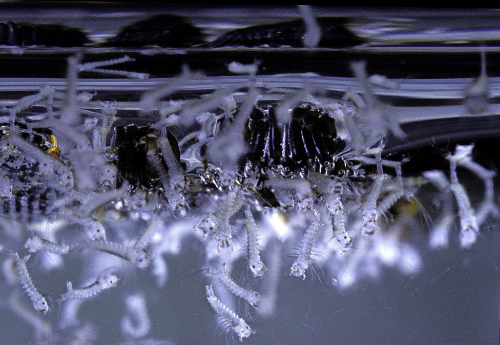 Detail of Culex pipiens (common house mosquito) - emerging of the larvae by Anonymous
