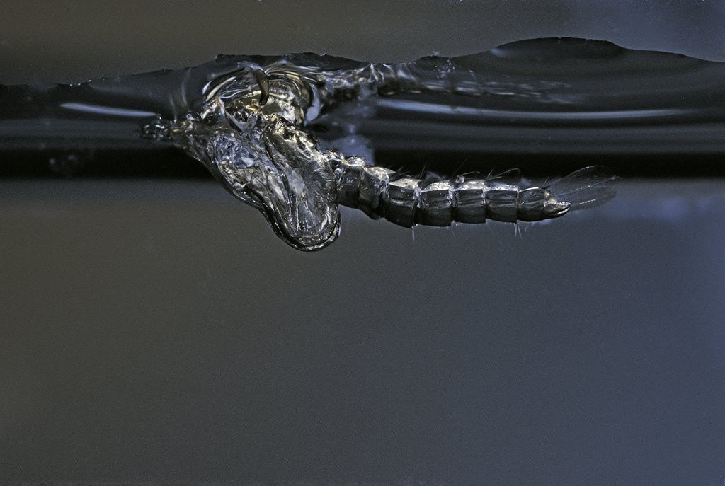 Detail of Culex pipiens (common house mosquito) - exuvia under the water surface by Anonymous