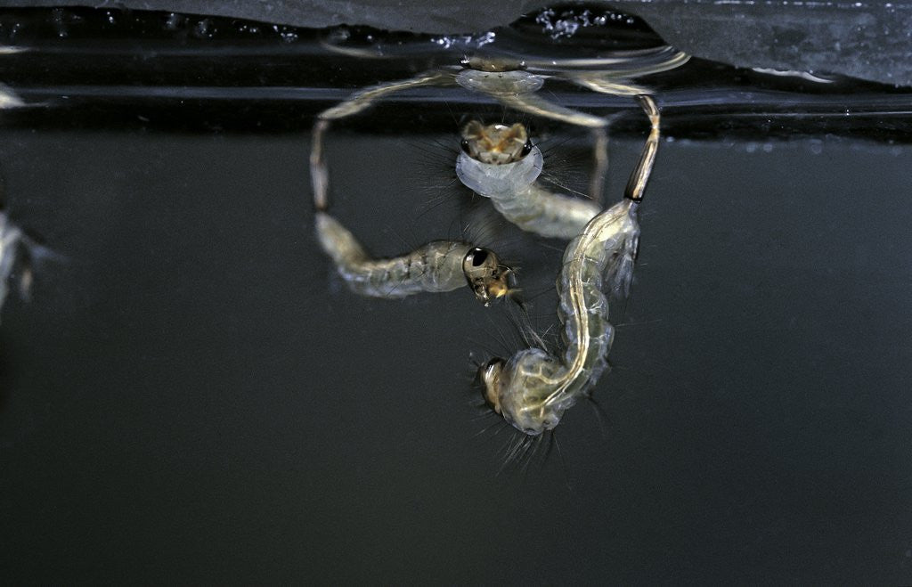 Detail of Culex pipiens (common house mosquito) - larvae by Anonymous