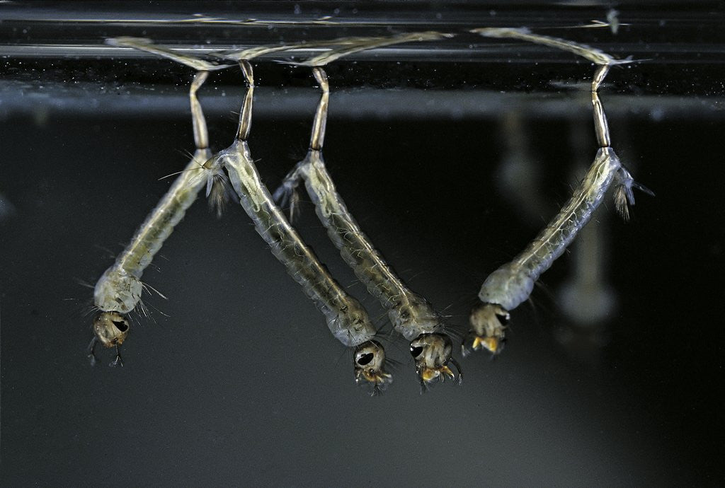 Detail of Culex pipiens (common house mosquito) - larvae by Anonymous