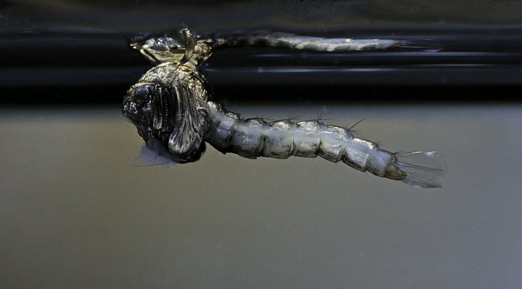 Detail of Culex pipiens (common house mosquito) - emerging from under the water surface by Anonymous