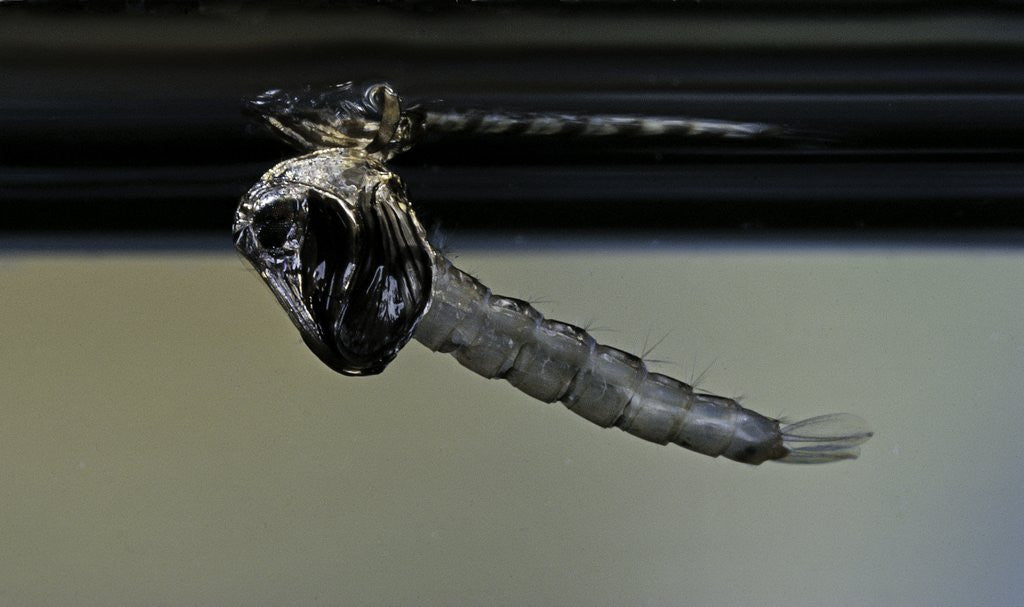 Detail of Culex pipiens (common house mosquito) - emerging from under the water surface by Anonymous