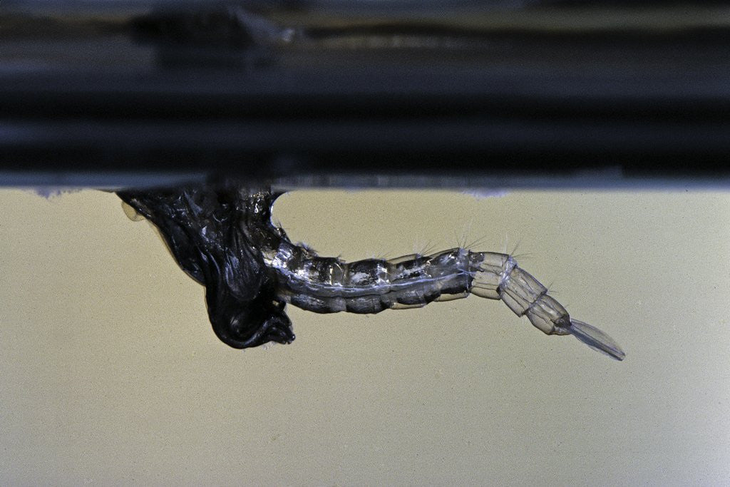 Detail of Culex pipiens (common house mosquito) - emerging from under the water surface by Anonymous