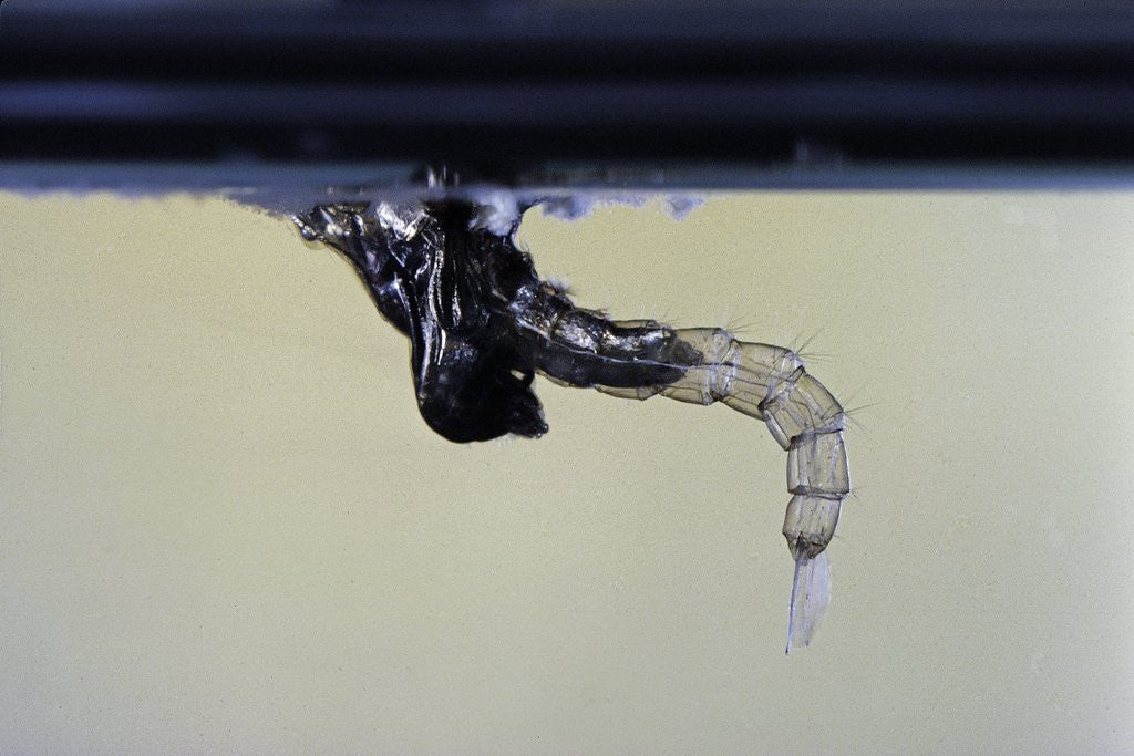 Detail of Culex pipiens (common house mosquito) - emerging from under the water surface by Anonymous