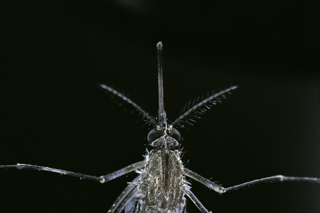 Detail of Culex pipiens (common house mosquito) - female by Anonymous