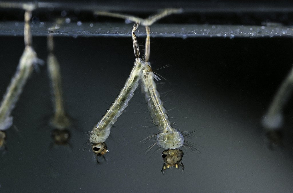 Detail of Culex pipiens (common house mosquito) - larvae by Corbis