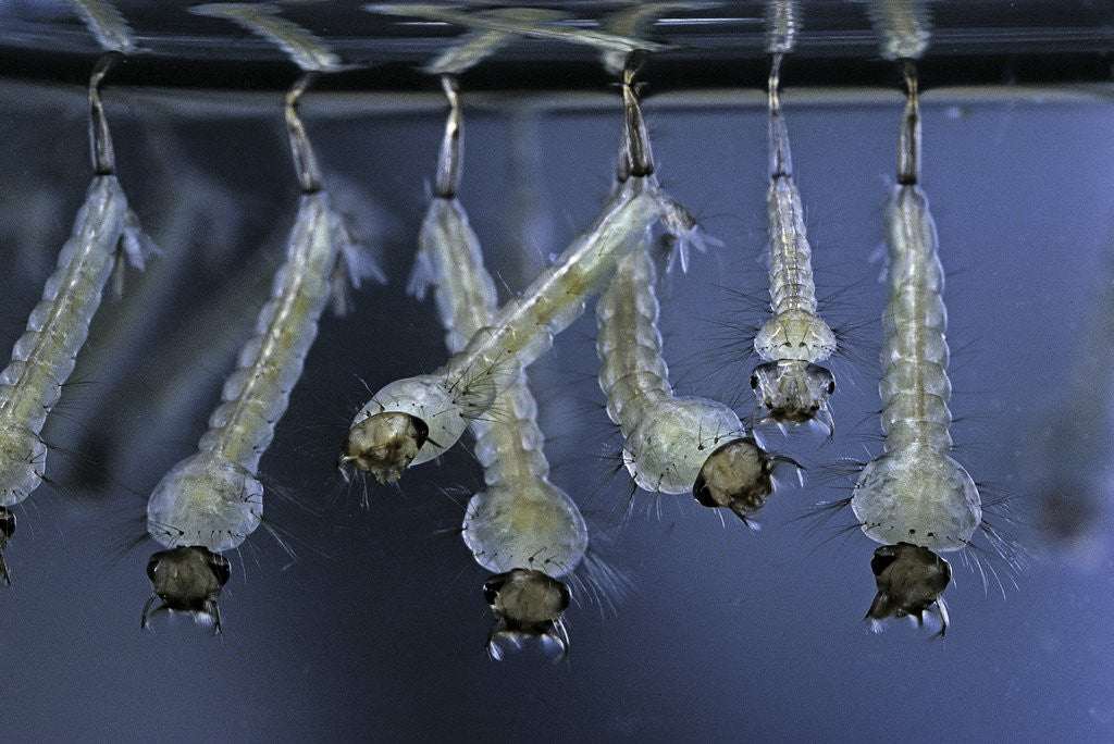 Detail of Culex pipiens (common house mosquito) - larvae by Anonymous
