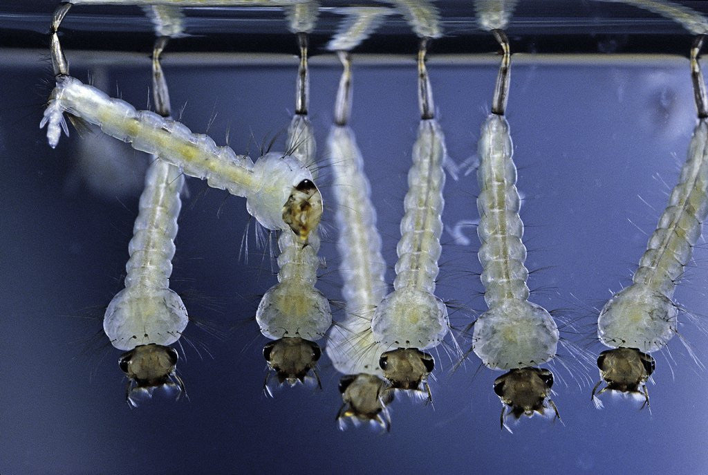 Detail of Culex pipiens (common house mosquito) - larvae by Anonymous