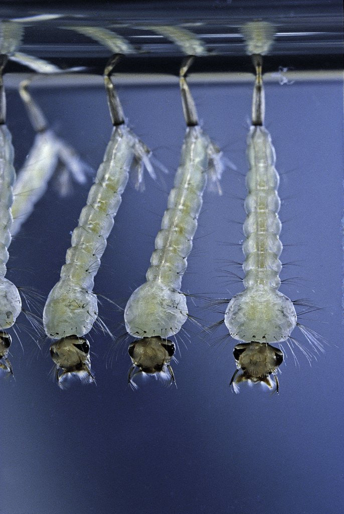 Detail of Culex pipiens (common house mosquito) - larvae by Anonymous