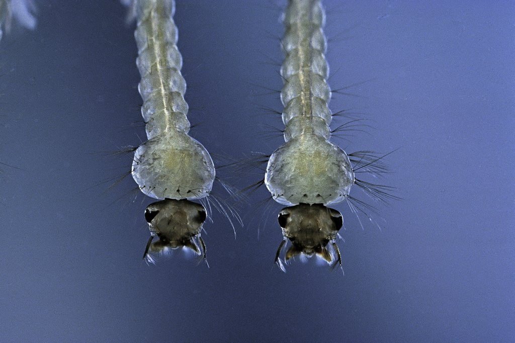 Detail of Culex pipiens (common house mosquito) - larvae by Anonymous