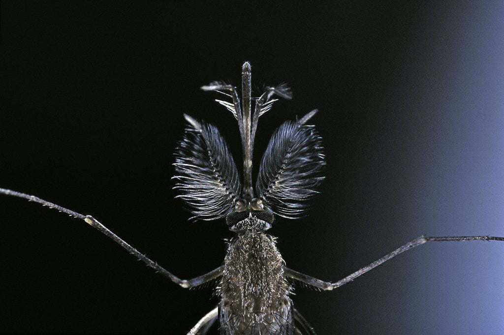 Detail of Culex pipiens (common house mosquito) - male by Anonymous