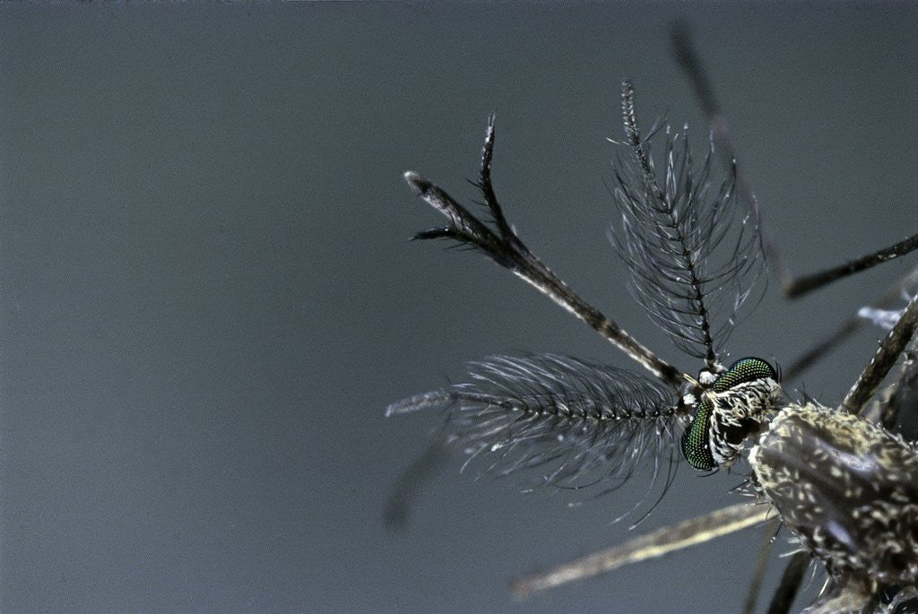 Detail of Culex pipiens (common house mosquito) - male by Anonymous