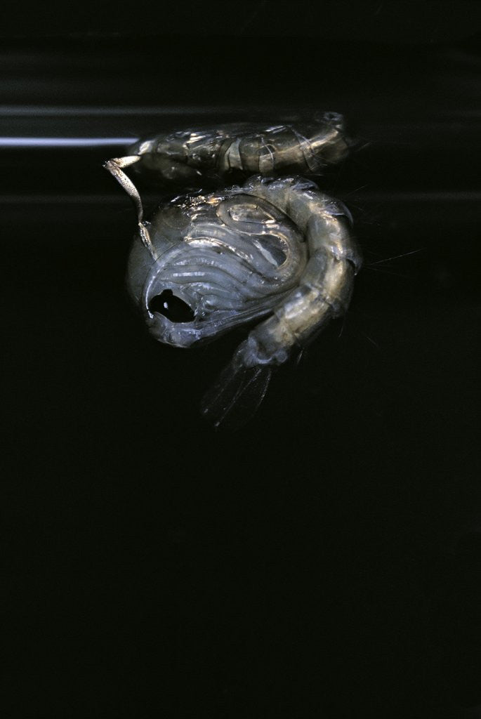 Detail of Culex pipiens (common house mosquito) - pupa by Anonymous