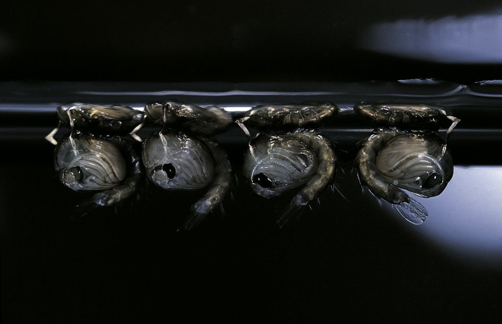 Detail of Culex pipiens (common house mosquito) - pupae by Anonymous