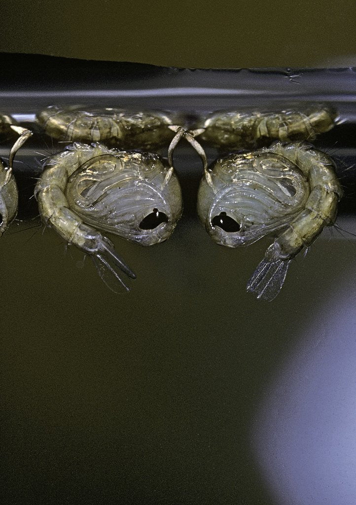 Detail of Culex pipiens (common house mosquito) - pupae by Anonymous