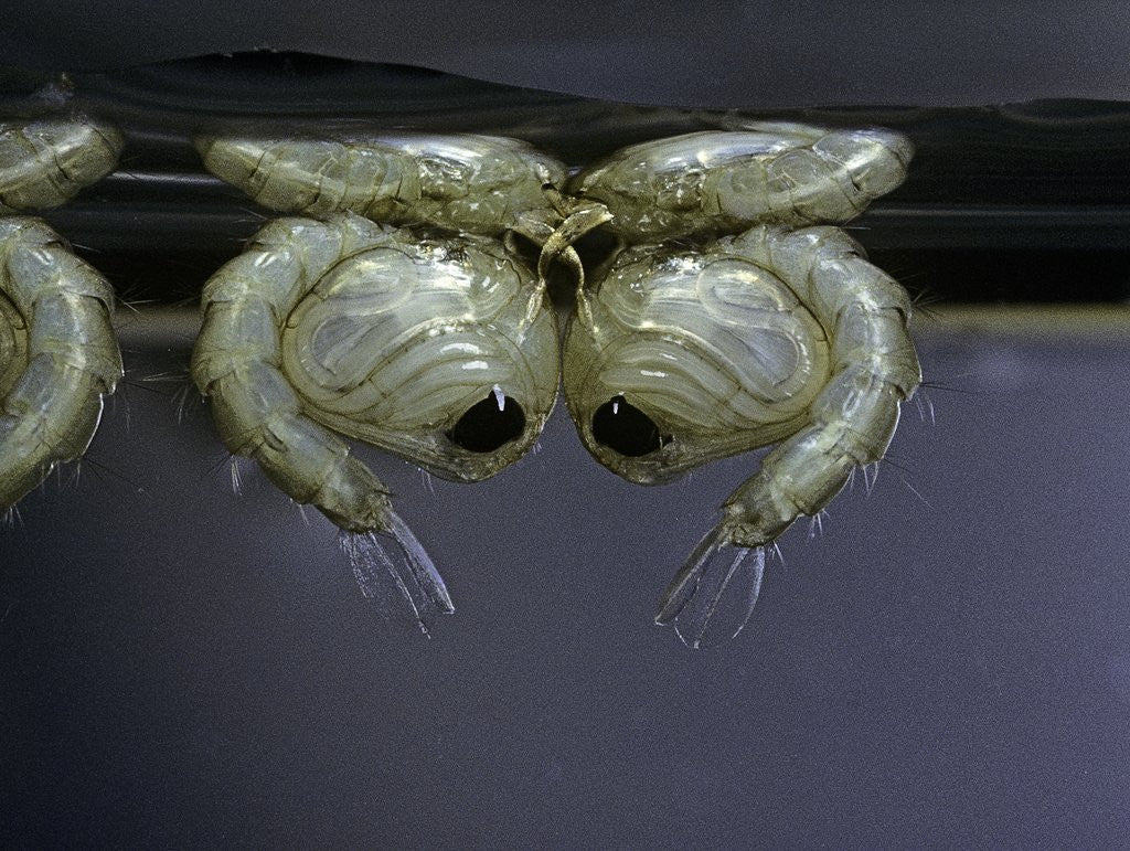 Detail of Culex pipiens (common house mosquito) - pupae by Anonymous
