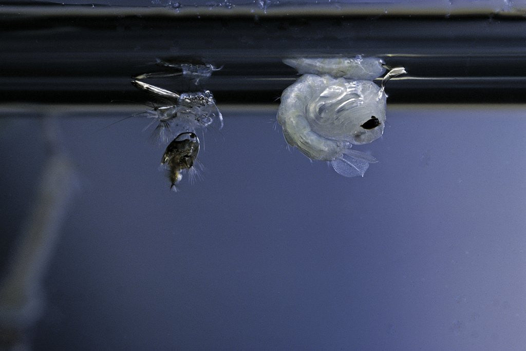 Detail of Culex pipiens (common house mosquito) - pupa newly emerged from larva by Anonymous
