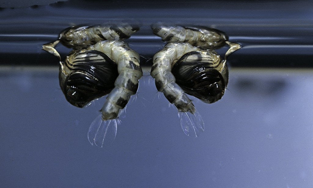 Detail of Culex pipiens (common house mosquito) - old pupae by Anonymous