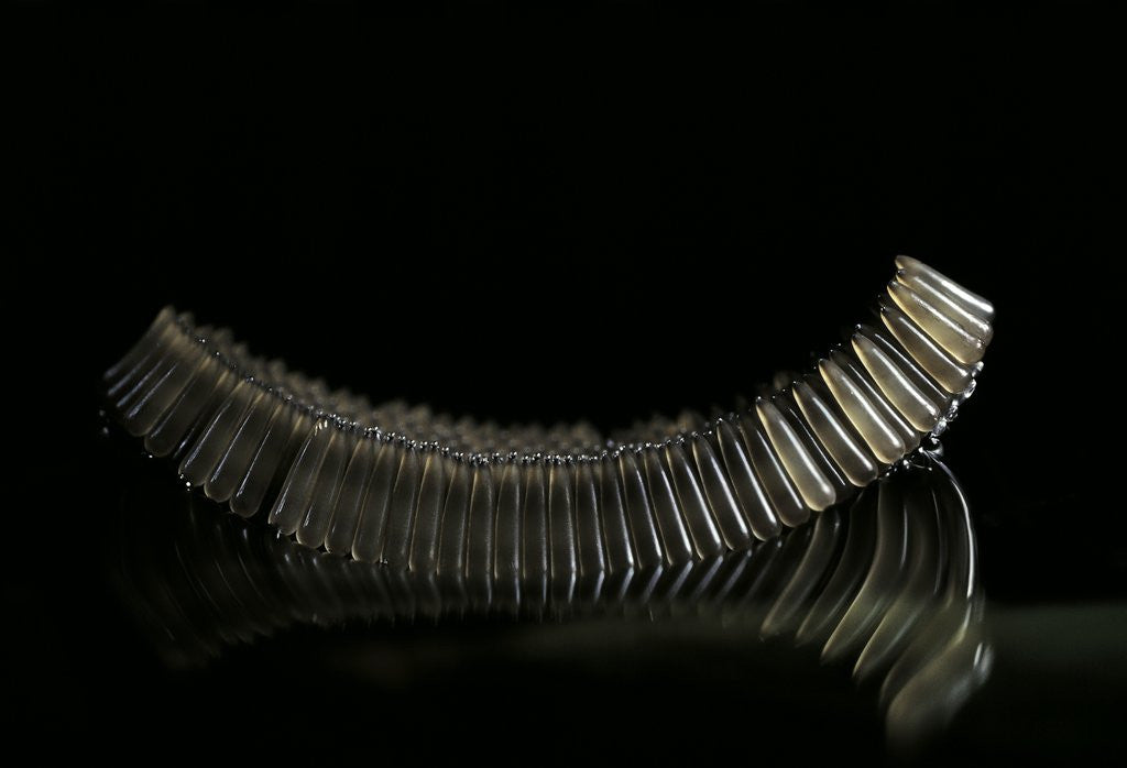 Detail of Culex pipiens (common house mosquito) - eggs floating on water surface by Anonymous