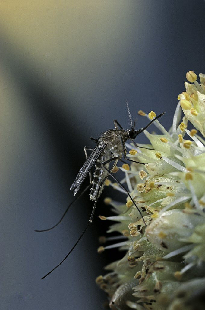 Detail of Culex pipiens (common house mosquito) - on a flower by Anonymous