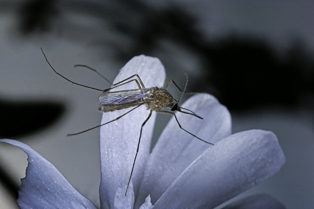 Detail of Culex pipiens (common house mosquito) - on a flower by Anonymous