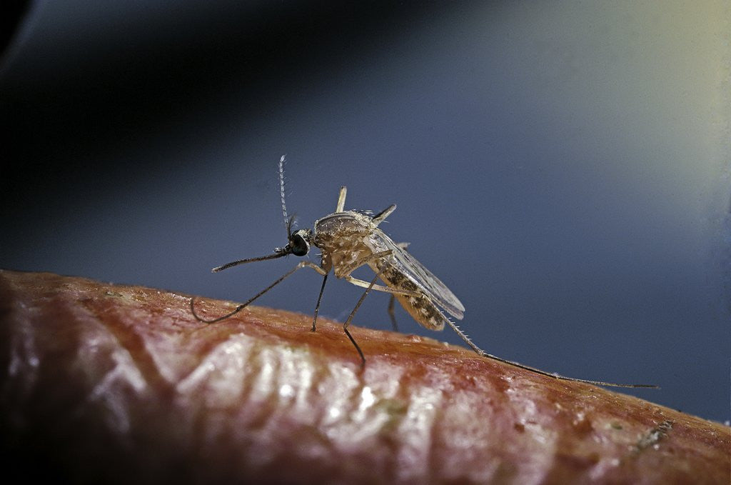 Detail of Culex pipiens (common house mosquito) - on a flower by Anonymous