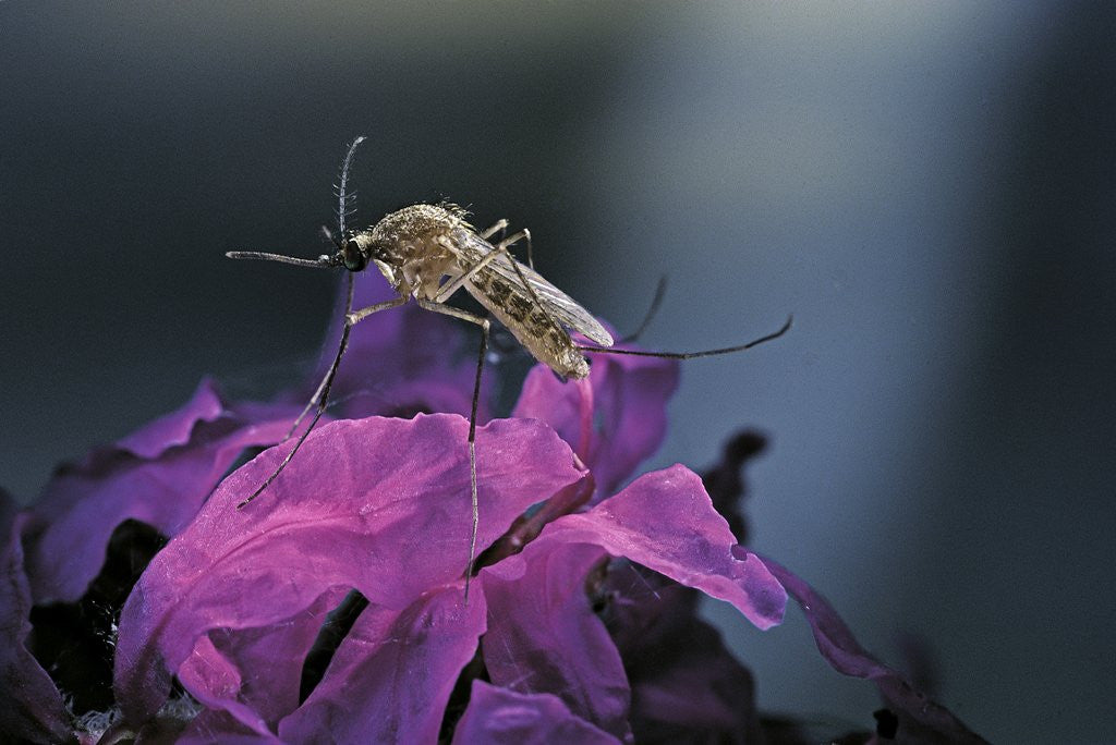 Detail of Culex pipiens (common house mosquito) - on a flower by Corbis