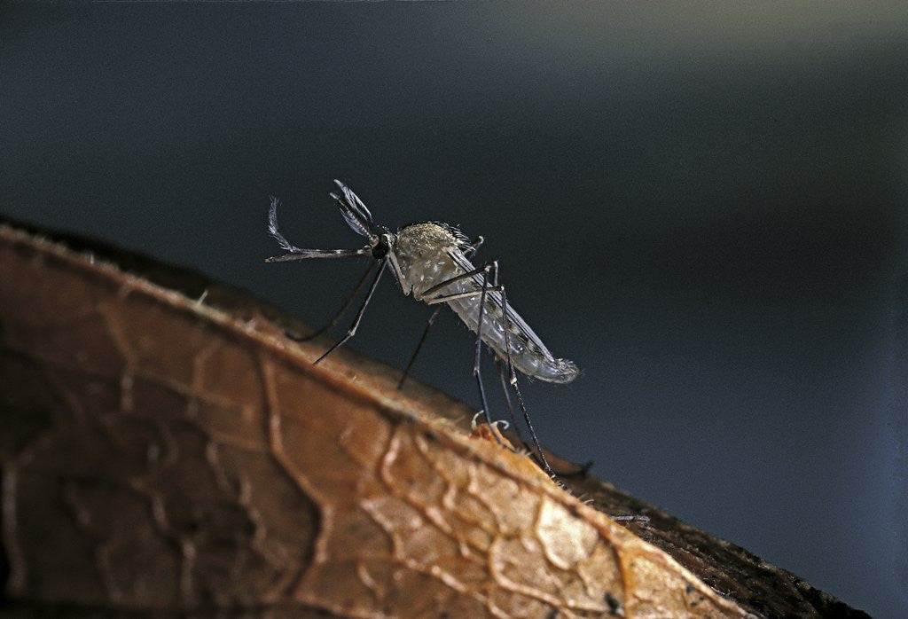 Detail of Culex pipiens (common house mosquito) - on a flower by Anonymous